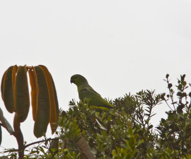 Scaly-Naped Parrot